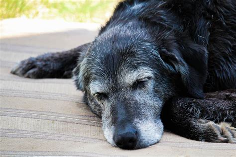 altersflecken hund|altersschwäche hund.